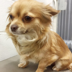 よろしくチワワ