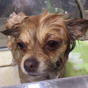 シャンプーチワワ