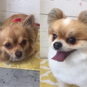 仕上がりミックス&チワワ