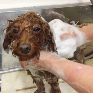 シャンプートイプー