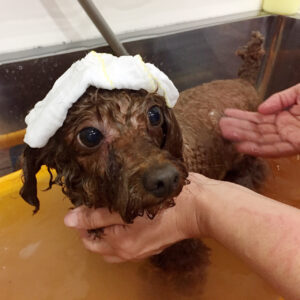 お風呂トイプー