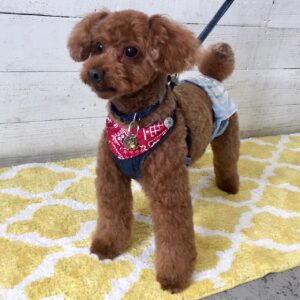 仕上がりトイプー