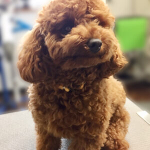 よろしくトイプー