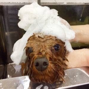 シャンプートイプー