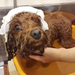 お風呂トイプー