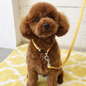 仕上がりトイプー