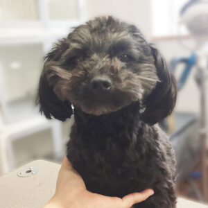 よろしくミックス