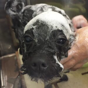 シャンプーミックス