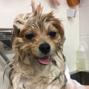 シャンプーポメ