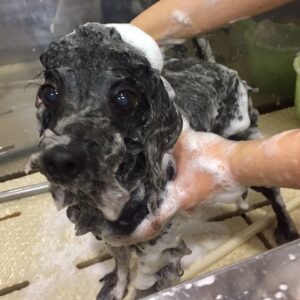 シャンプートイプー