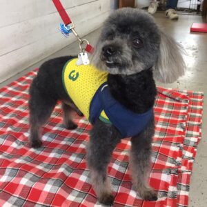 仕上がりトイプー