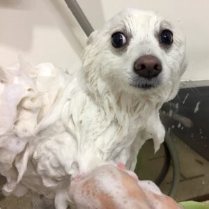 シャンプースピッツ