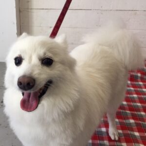 仕上がりスピッツ