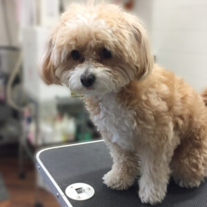 よろしくミックス