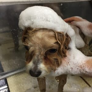 シャンプーミックス