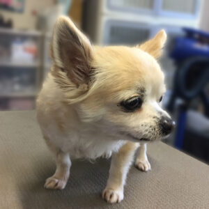 よろしくチワワ