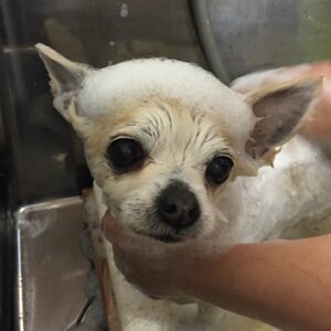 シャンプーチワワ