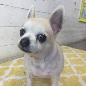 仕上がりチワワ