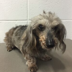 よろしくダックス