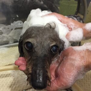 シャンプーダックス