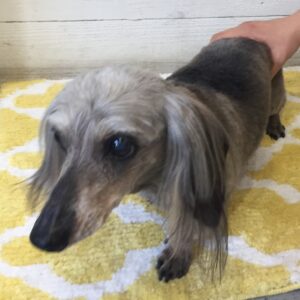 仕上がりダックス