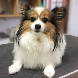 よろしくパピヨン