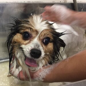 シャンプーパピヨン