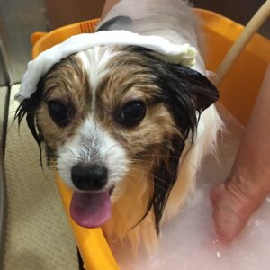 お風呂パピヨン