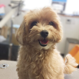 よろしくミックス