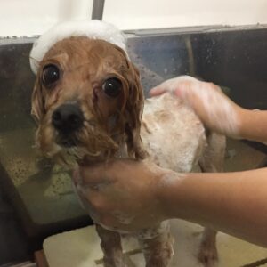 シャンプーミックス