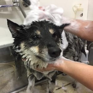 シャンプーしば