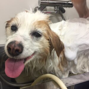 シャンプーミックス