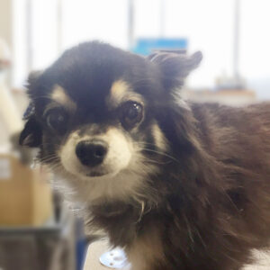 よろしくチワワ