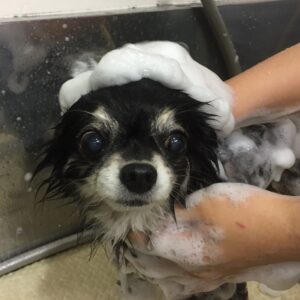 シャンプーチワワ