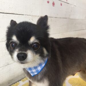 仕上がりチワワ