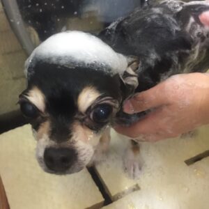 シャンプーチワワ