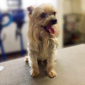 よろしくヨーキー