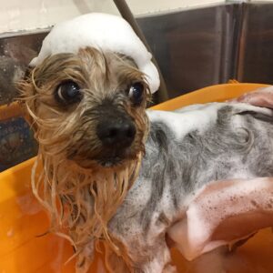 シャンプーヨーキー