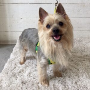 仕上がりヨーキー