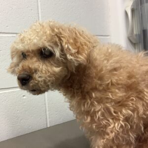 よろしくトイプー