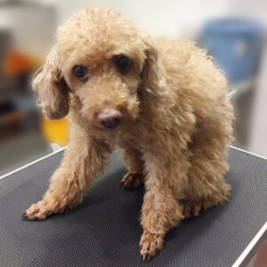 よろしくトイプー