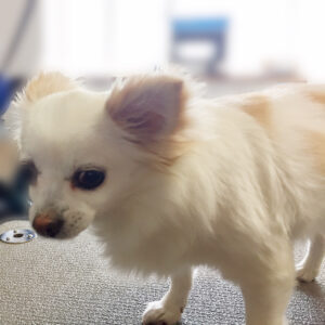 よろしくチワワ