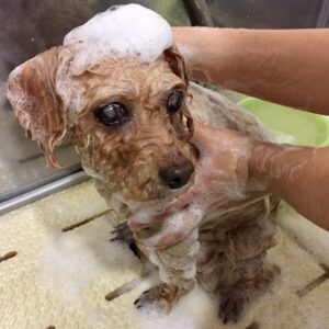 シャンプートイプー