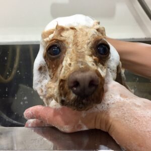 シャンプートイプー