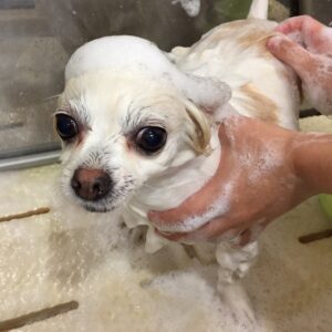 シャンプーチワワ