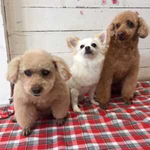 仕上がりトイプー&チワワ