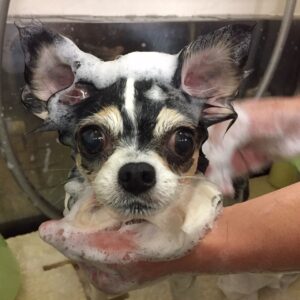 シャンプーチワワ