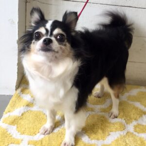 仕上がりチワワ