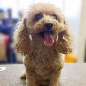 よろしくトイプー