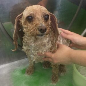 シャンプートイプー